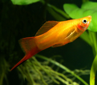 Меченосец Сансет, L